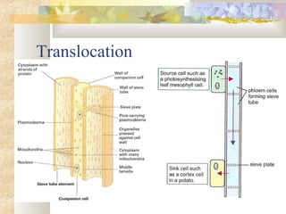 Translocation
 
