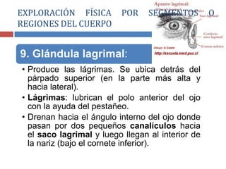 9. Glándula lagrimal:
• Produce las lágrimas. Se ubica detrás del
párpado superior (en la parte más alta y
hacia lateral).
• Lágrimas: lubrican el polo anterior del ojo
con la ayuda del pestañeo.
• Drenan hacia el ángulo interno del ojo donde
pasan por dos pequeños canalículos hacia
el saco lagrimal y luego llegan al interior de
la nariz (bajo el cornete inferior).
EXPLORACIÓN FÍSICA POR SEGMENTOS O
REGIONES DEL CUERPO
 