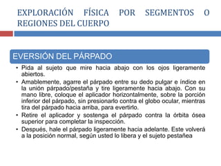 EVERSIÓN DEL PÁRPADO
• Pida al sujeto que mire hacia abajo con los ojos ligeramente
abiertos.
• Amablemente, agarre el párpado entre su dedo pulgar e índice en
la unión párpado/pestaña y tire ligeramente hacia abajo. Con su
mano libre, coloque el aplicador horizontalmente, sobre la porción
inferior del párpado, sin presionarlo contra el globo ocular, mientras
tira del párpado hacia arriba, para evertirlo.
• Retire el aplicador y sostenga el párpado contra la órbita ósea
superior para completar la inspección.
• Después, hale el párpado ligeramente hacia adelante. Este volverá
a la posición normal, según usted lo libera y el sujeto pestañea
EXPLORACIÓN FÍSICA POR SEGMENTOS O
REGIONES DEL CUERPO
 