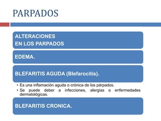 ALTERACIONES
EN LOS PARPADOS
EDEMA.
BLEFARITIS AGUDA (Blefarocitis).
• Es una inflamación aguda o crónica de los párpados.
• Se puede deber a infecciones, alergias o enfermedades
dermatológicas.
BLEFARITIS CRONICA.
PARPADOS
 