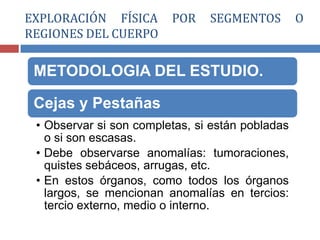 METODOLOGIA DEL ESTUDIO.
Cejas y Pestañas
• Observar si son completas, si están pobladas
o si son escasas.
• Debe observarse anomalías: tumoraciones,
quistes sebáceos, arrugas, etc.
• En estos órganos, como todos los órganos
largos, se mencionan anomalías en tercios:
tercio externo, medio o interno.
EXPLORACIÓN FÍSICA POR SEGMENTOS O
REGIONES DEL CUERPO
 