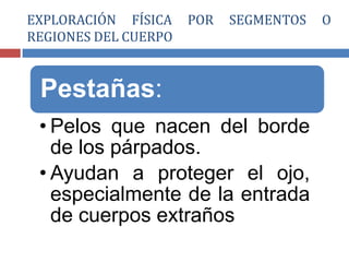 Pestañas:
• Pelos que nacen del borde
de los párpados.
• Ayudan a proteger el ojo,
especialmente de la entrada
de cuerpos extraños
EXPLORACIÓN FÍSICA POR SEGMENTOS O
REGIONES DEL CUERPO
 