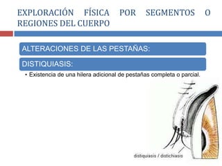 ALTERACIONES DE LAS PESTAÑAS:
DISTIQUIASIS:
• Existencia de una hilera adicional de pestañas completa o parcial.
EXPLORACIÓN FÍSICA POR SEGMENTOS O
REGIONES DEL CUERPO
 