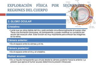 3. GLOBO OCULAR
Cristalino:
• Lente que se ubica detrás del iris y está anclado circunferencialmente al cuerpo ciliar.
Tiene una formación biconvexa, es transparente y puede modificar su curvatura por
acción del músculo ciliar. Esta función es muy importante para enfocar las imágenes
en la retina.
Cámara anterior:
• Es el espacio entre la córnea y el iris.
Cámara posterior:
• Es el espacio entre el iris y el cristalino.
Humor acuoso:
• Es un líquido transparente que circula desde la cámara posterior hacia la anterior. La
presión que ejerce el humor acuoso determina la presión intraocular.
EXPLORACIÓN FÍSICA POR SEGMENTOS O
REGIONES DEL CUERPO
 