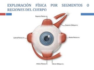 EXPLORACIÓN FÍSICA POR SEGMENTOS O
REGIONES DEL CUERPO
 