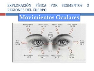 Movimientos Oculares
EXPLORACIÓN FÍSICA POR SEGMENTOS O
REGIONES DEL CUERPO
 