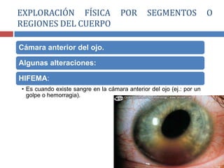 Cámara anterior del ojo.
Algunas alteraciones:
HIFEMA:
• Es cuando existe sangre en la cámara anterior del ojo (ej.: por un
golpe o hemorragia).
EXPLORACIÓN FÍSICA POR SEGMENTOS O
REGIONES DEL CUERPO
 