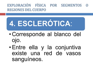 4. ESCLERÓTICA:
• Corresponde al blanco del
ojo.
• Entre ella y la conjuntiva
existe una red de vasos
sanguíneos.
EXPLORACIÓN FÍSICA POR SEGMENTOS O
REGIONES DEL CUERPO
 