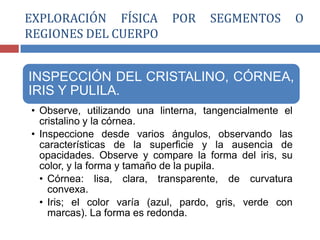 INSPECCIÓN DEL CRISTALINO, CÓRNEA,
IRIS Y PULILA.
• Observe, utilizando una linterna, tangencialmente el
cristalino y la córnea.
• Inspeccione desde varios ángulos, observando las
características de la superficie y la ausencia de
opacidades. Observe y compare la forma del iris, su
color, y la forma y tamaño de la pupila.
• Córnea: lisa, clara, transparente, de curvatura
convexa.
• Iris; el color varía (azul, pardo, gris, verde con
marcas). La forma es redonda.
EXPLORACIÓN FÍSICA POR SEGMENTOS O
REGIONES DEL CUERPO
 