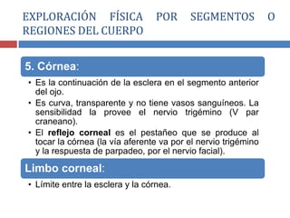 5. Córnea:
• Es la continuación de la esclera en el segmento anterior
del ojo.
• Es curva, transparente y no tiene vasos sanguíneos. La
sensibilidad la provee el nervio trigémino (V par
craneano).
• El reflejo corneal es el pestañeo que se produce al
tocar la córnea (la vía aferente va por el nervio trigémino
y la respuesta de parpadeo, por el nervio facial).
Limbo corneal:
• Límite entre la esclera y la córnea.
EXPLORACIÓN FÍSICA POR SEGMENTOS O
REGIONES DEL CUERPO
 