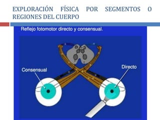 EXPLORACIÓN FÍSICA POR SEGMENTOS O
REGIONES DEL CUERPO
 