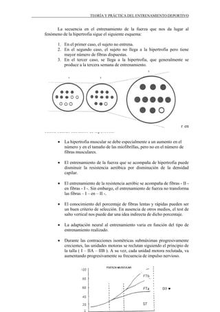 TEORÍA Y PRÁCTICA DEL ENTRENAMIENTO DEPORTIVO

La secuencia en el entrenamiento de la fuerza que nos da lugar al
fenómeno de la hipertrofia sigue el siguiente esquema:
1. En el primer caso, el sujeto no entrena.
2. En el segundo caso, el sujeto no llega a la hipertrofia pero tiene
mayor número de fibras dispuestas.
3. En el tercer caso, se llega a la hipertrofia, que generalmente se
produce a la tercera semana de entrenamiento.

Vamos a comentar una serie de consideraciones que hay que tener en
cuenta cuando hablamos de hipertrofia:
•

La hipertrofia muscular se debe especialmente a un aumento en el
número y en el tamaño de las miofibrillas, pero no en el número de
fibras musculares.

•

El entrenamiento de la fuerza que se acompaña de hipertrofia puede
disminuir la resistencia aeróbica por disminución de la densidad
capilar.

•

El entrenamiento de la resistencia aeróbic se acompaña de fibras - II en fibras - I -. Sin embargo, el entrenamiento de fuerza no transforma
las fibras – I – en – II -.

•

El conocimiento del porcentaje de fibras lentas y rápidas pueden ser
un buen criterio de selección. En ausencia de otros medios, el test de
salto vertical nos puede dar una idea indirecta de dicho porcentaje.

•

La adaptación neural al entrenamiento varia en función del tipo de
entrenamiento realizado.

•

Durante las contracciones isométricas submáximas progresivamente
crecientes, las unidades motoras se reclutan siguiendo el principio de
la talla ( I – IIA – IIB ). A su vez, cada unidad motora reclutada, va
aumentando progresivamente su frecuencia de impulso nervioso.

D3 ♥

 
