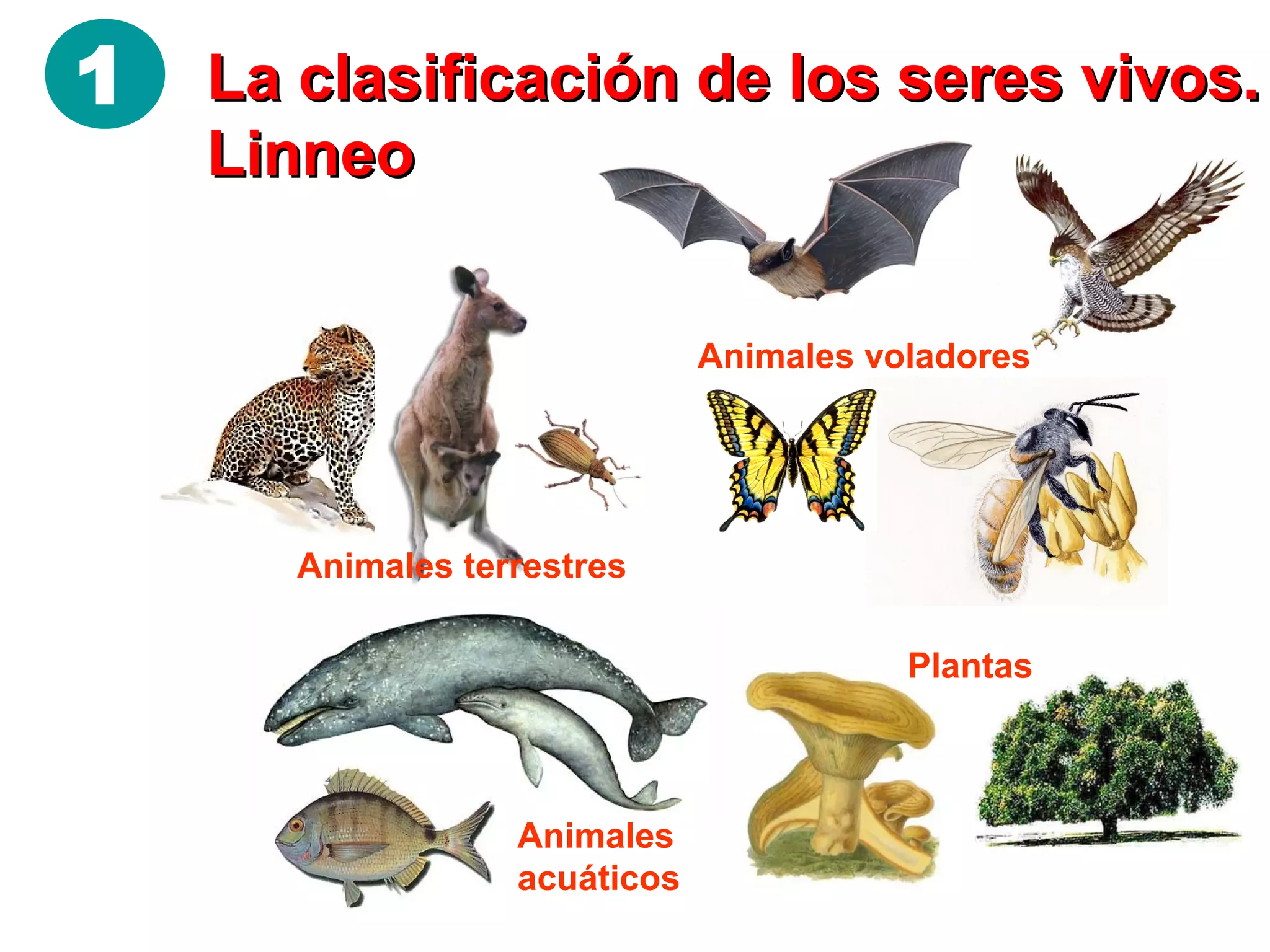 9. La biodiversidad. los cinco reinos. bacterias, protistas y hongos. | PPT