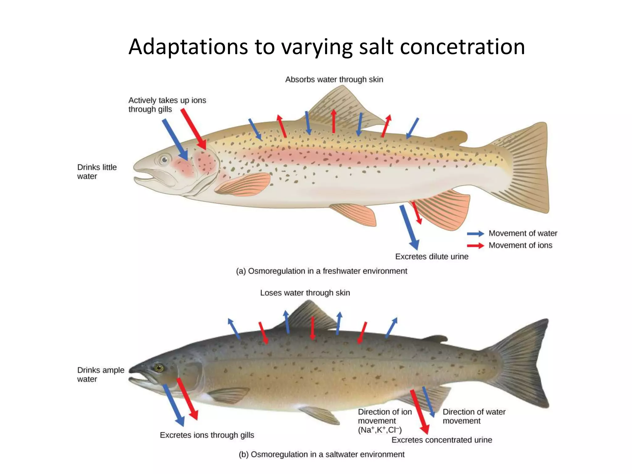 Adaptations to varying salt concetration