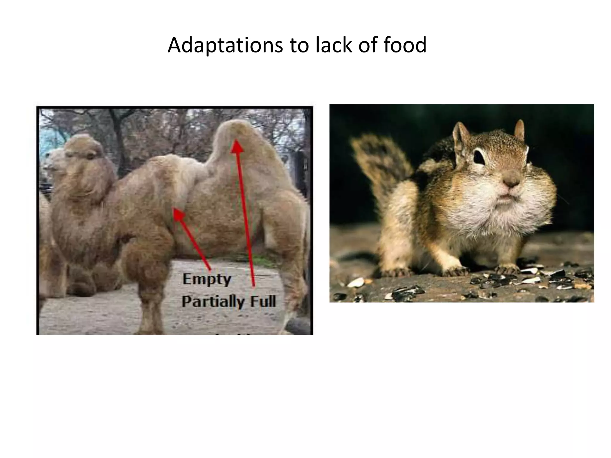 Adaptations to lack of food