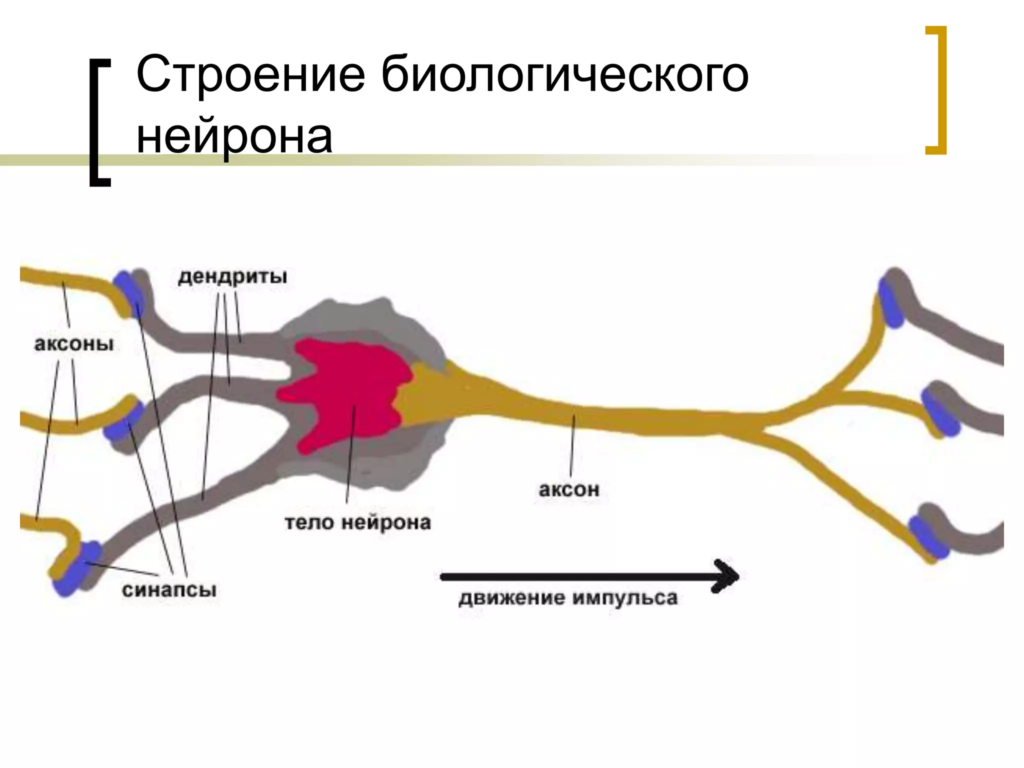 Строение биологического
нейрона