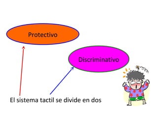 El sistema tactil se divide en dos
Protectivo
Discriminativo
 