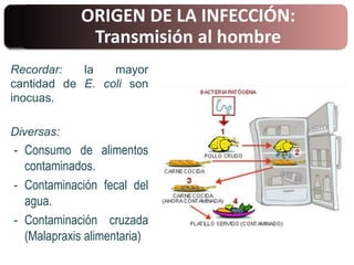 Recordar: la mayor
cantidad de E. coli son
inocuas.
Diversas:
- Consumo de alimentos
contaminados.
- Contaminación fecal del
agua.
- Contaminación cruzada
(Malapraxis alimentaria)
ORIGEN DE LA INFECCIÓN:
Transmisión al hombre
 