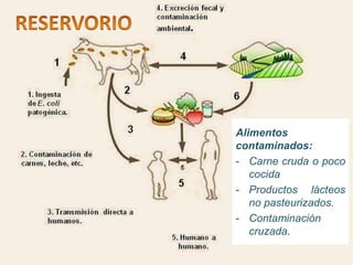 Alimentos
contaminados:
- Carne cruda o poco
cocida
- Productos lácteos
no pasteurizados.
- Contaminación
cruzada.
 