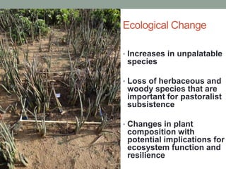 Ecological Change
• Increases in unpalatable
species
• Loss of herbaceous and
woody species that are
important for pastoralist
subsistence
• Changes in plant
composition with
potential implications for
ecosystem function and
resilience
 