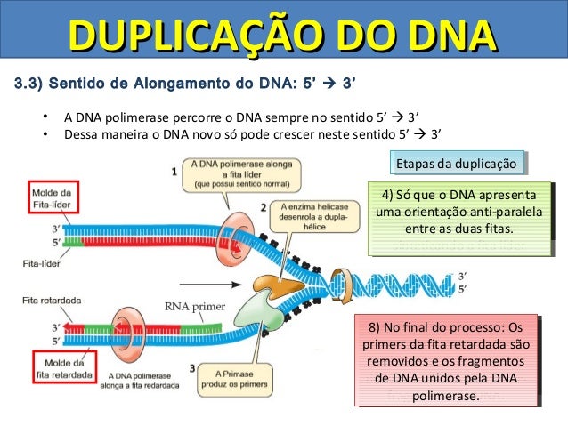 duplica-o-do-dna-e-rna
