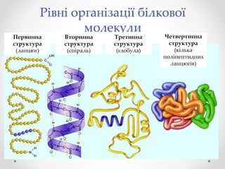 Рівні організації білкової
молекули
Первинна
структура
(ланцюг)
Вторинна
структура
(спіраль)
Третинна
структура
(глобула)
Четвертинна
структура
(кілька
поліпептидних
ланцюгів)
 
