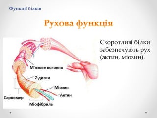 Функції білків
Скоротливі білки
забезпечують рух
(актин, міозин).
 