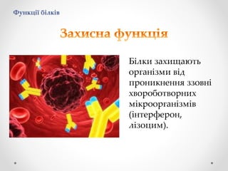 Функції білків
Білки захищають
організми від
проникнення ззовні
хвороботворних
мікроорганізмів
(інтерферон,
лізоцим).
 