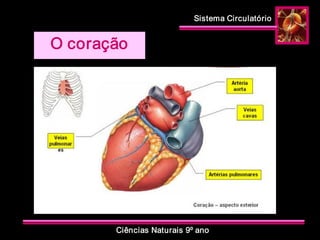Sistema Circulatório 
Ciências Naturais 9º ano 
O coração
 