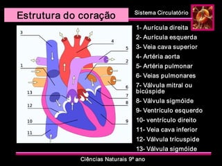 Sistema Circulatório 
Ciências Naturais 9º ano 
Estrutura do coração 
1­ Aurícula direita 
2­ Aurícula esquerda 
3­ Veia cava superior 
4­ Artéria aorta 
5­ Artéria pulmonar 
6­ Veias pulmonares 
7­ Válvula mitral ou 
bicúspide 
8­ Válvula sigmóide 
9­ Ventrículo esquerdo 
10­ ventrículo direito 
11­ Veia cava inferior 
12­ Válvula trícuspide 
13­ Válvula sigmóide
 