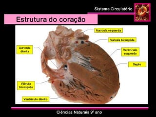 Sistema Circulatório 
Ciências Naturais 9º ano 
Estrutura do coração
 