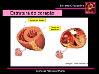 Sistema Circulatório 
Ciências Naturais 9º ano 
Estrutura do coração
 