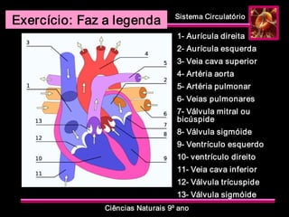 Sistema Circulatório 
Ciências Naturais 9º ano 
Exercício: Faz a legenda 
1­ Aurícula direita 
2­ Aurícula esquerda 
3­ Veia cava superior 
4­ Artéria aorta 
5­ Artéria pulmonar 
6­ Veias pulmonares 
7­ Válvula mitral ou 
bicúspide 
8­ Válvula sigmóide 
9­ Ventrículo esquerdo 
10­ ventrículo direito 
11­ Veia cava inferior 
12­ Válvula trícuspide 
13­ Válvula sigmóide
 