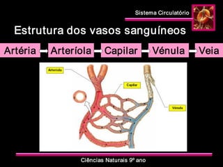 Sistema Circulatório 
Ciências Naturais 9º ano 
Estrutura dos vasos sanguíneos 
Artéria  Arteríola  Capilar  Vénula  Veia
 