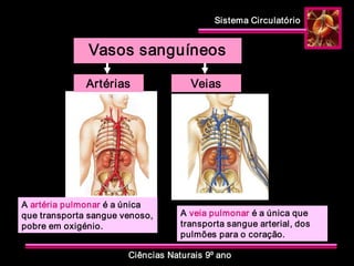 Sistema Circulatório 
Ciências Naturais 9º ano 
Vasos sanguíneos 
Artérias  Veias 
A artéria pulmonar é a única 
que transporta sangue venoso, 
pobre em oxigénio. 
A veia pulmonar é a única que 
transporta sangue arterial, dos 
pulmões para o coração.
 