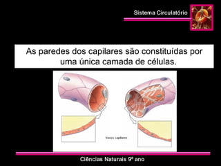 Sistema Circulatório 
Ciências Naturais 9º ano 
As paredes dos capilares são constituídas por 
uma única camada de células.
 