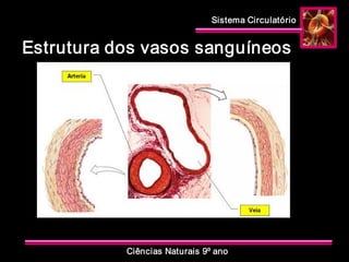 Sistema Circulatório 
Ciências Naturais 9º ano 
Estrutura dos vasos sanguíneos
 