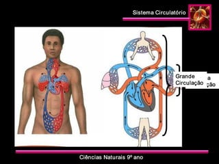 Sistema Circulatório 
Ciências Naturais 9º ano 
Pequena 
Circulação 
Grande 
Circulação
 