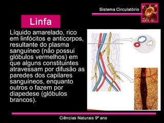 Sistema Circulatório 
Ciências Naturais 9º ano 
Linfa 
Líquido amarelado, rico 
em linfócitos e anticorpos, 
resultante do plasma 
sanguíneo (não possui 
glóbulos vermelhos) em 
que alguns constituintes 
atravessam por difusão as 
paredes dos capilares 
sanguíneos, enquanto 
outros o fazem por 
diapedese (glóbulos 
brancos).
 