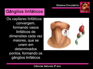 Sistema Circulatório 
Ciências Naturais 9º ano 
Gânglios linfáticos 
Os capilares linfáticos 
convergem, 
formando vasos 
linfáticos de 
dimensões cada vez 
maiores, que se 
unem em 
determinados 
pontos, formando os 
gânglios linfáticos
 