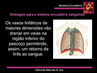Sistema Circulatório 
Ciências Naturais 9º ano 
Drenagem para o sistema circulatório sanguíneo 
Os vasos linfáticos de 
maiores dimensões vão 
drenar em veias na 
região inferior do 
pescoço permitindo, 
assim, um retorno da 
linfa ao sangue.
 