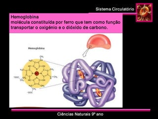 Sistema Circulatório 
Ciências Naturais 9º ano 
Hemoglobina 
molécula constituída por ferro que tem como função 
transportar o oxigénio e o dióxido de carbono.
 