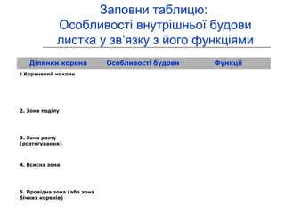 Заповни таблицю: 
Особливості внутрішньої будови 
листка у зв’язку з його функціями 
Ділянки кореня Особливості будови Функції 
1.Кореневий чохлик 
2. Зона поділу 
3. Зона росту 
(розтягування) 
4. Всисна зона 
5. Провідна зона (або зона 
бічних коренів) 
 