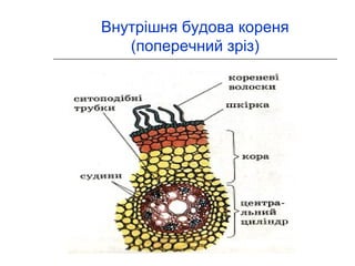 Внутрішня будова кореня 
(поперечний зріз) 
 