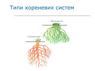 Типи кореневих систем 
 