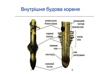 Внутрішня будова кореня 
 