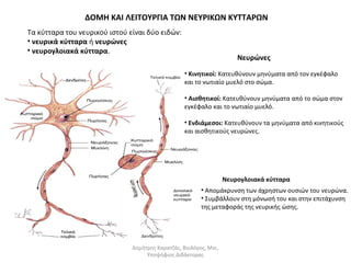 ΔΟΜΗ ΚΑΙ ΛΕΙΤΟΥΡΓΙΑ ΤΩΝ ΝΕΥΡΙΚΩΝ ΚΥΤΤΑΡΩΝ 
Τα κύτταρα του νευρικού ιστού είναι δύο ειδών: 
• νευρικά κύτταρα ή νευρώνες 
• νευρογλοιακά κύτταρα. 
Νευρώνες 
• Κινητικοί: Κατευθύνουν μηνύματα από τον εγκέφαλο 
και το νωτιαίο μυελό στο σώμα. 
• Αισθητικοί: Κατευθύνουν μηνύματα από το σώμα στον 
εγκέφαλο και το νωτιαίο μυελό. 
• Ενδιάμεσοι: Κατευθύνουν τα μηνύματα από κινητικούς 
και αισθητικούς νευρώνες. 
Νευρογλοιακά κύτταρα 
• Απομάκρυνση των άχρηστων ουσιών του νευρώνα. 
• Συμβάλλουν στη μόνωσή του και στην επιτάχυνση 
της μεταφοράς της νευρικής ώσης. 
Δημήτρης Καρατζάς, Βιολόγος, Msc, 
Υποψήφιος Διδάκτορας 
 