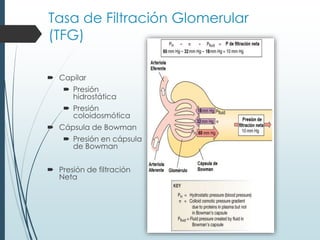 Tasa de Filtración Glomerular 
(TFG) 
 Capilar 
 Presión 
hidrostática 
 Presión 
coloidosmótica 
 Cápsula de Bowman 
 Presión en cápsula 
de Bowman 
 Presión de filtración 
Neta 
 