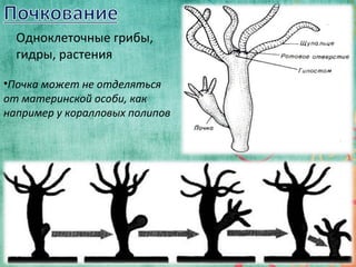 11
Одноклеточные грибы,
гидры, растения
•Почка может не отделяться
от материнской особи, как
например у коралловых полипов
 