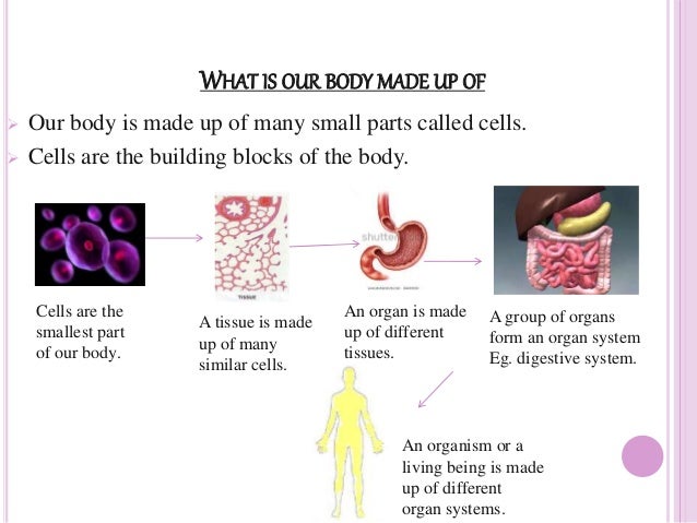 what is an organism made up of many cells called what is an organism made up of many cells called